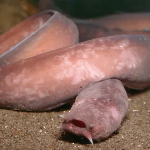 HAGFISH HAGFISH