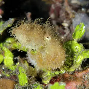 Hairy Octopus - one of the rarest creatures to see underwate