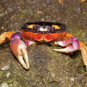 Halloween Crab Halloween Crab