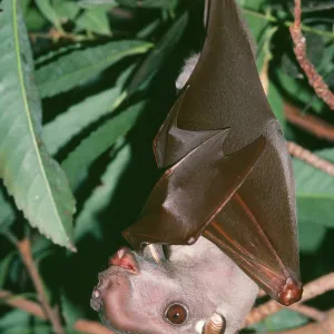 Hammer-headed Fruit Bat Hammer-headed Fruit Bat