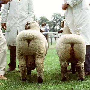 HAMPSHIRE DOWN SHEEP - At show HAMPSHIRE DOWN SHEEP - At show