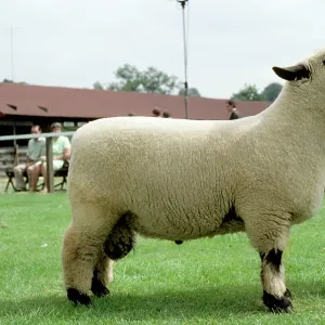 Hampshire Down SHEEP - standing with owner, side profile Hampshire Down SHEEP - standing with owner, side profile
