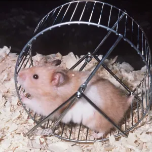 HAMSTER - using exercise wheel HAMSTER - using exercise wheel