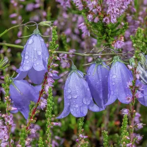 Harebell, Campanula rotundifolia, in flower amon Harebell, Campanula rotundifolia, in flower amon