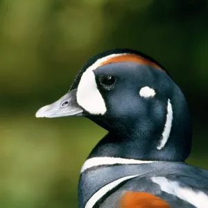Harlequin DUCK Harlequin DUCK