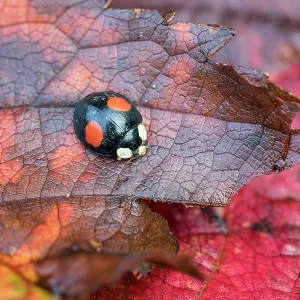 Harlequin Ladybird - on Leaves - UK Harlequin Ladybird - on Leaves - UK
