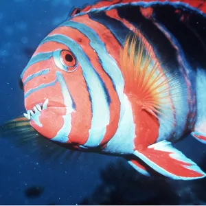 HARLEQUIN TUSK FISH HARLEQUIN TUSK FISH