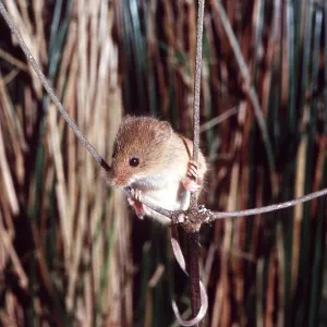 HARVEST MOUSE - amongst crops HARVEST MOUSE - amongst crops