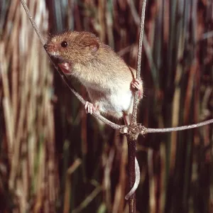 HARVEST MOUSE - using tail to aid balance HARVEST MOUSE - using tail to aid balance