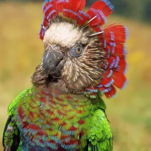 Hawk Headed Parrot Hawk Headed Parrot