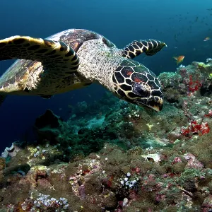 Hawksbill Turtle
