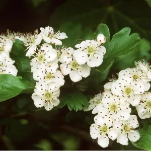 HAWTHORN - flowers HAWTHORN - flowers
