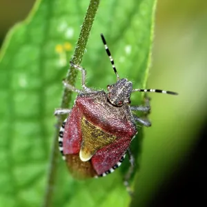 Hawthorn Shieldbug Hawthorn Shieldbug