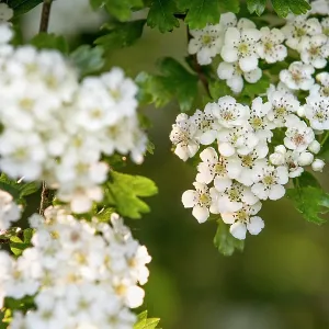 Hawthorn Tree - Blossom - UK Hawthorn Tree - Blossom - UK