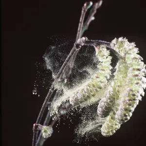 HAZEL - Catkins shedding pollen HAZEL - Catkins shedding pollen
