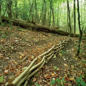 Hazel Coppice - used for soil erosion control