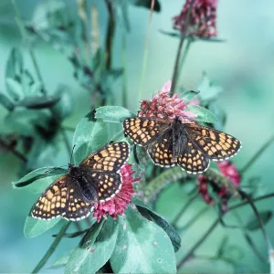 Heath Fritillary Butterflies - pair on clover Heath Fritillary Butterflies - pair on clover