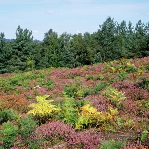 Heather & Scots Pine Trees Heather & Scots Pine Trees