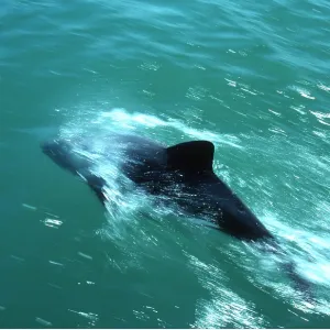 Heaviside Dolphin - at sea surface Heaviside Dolphin - at sea surface