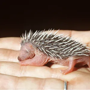 HEDGEHOG - baby in human hand