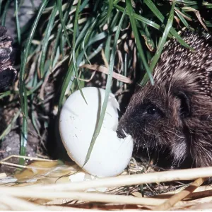 HEDGEHOG - breaking open egg HEDGEHOG - breaking open egg