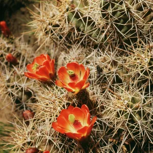 Hedgehog / Claret Cup CACTUS - in flower Hedgehog / Claret Cup CACTUS - in flower