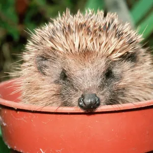 HEDGEHOG - close-up in flower pot HEDGEHOG - close-up in flower pot