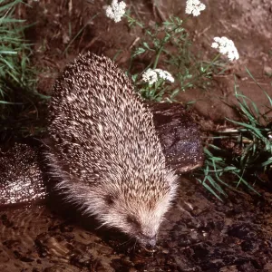 HEDGEHOG - drinking from riverbank HEDGEHOG - drinking from riverbank