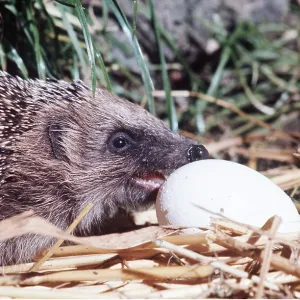 HEDGEHOG - eating hen's egg HEDGEHOG - eating hen's egg