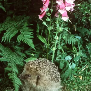 HEDGEHOG - in hedgerow HEDGEHOG - in hedgerow