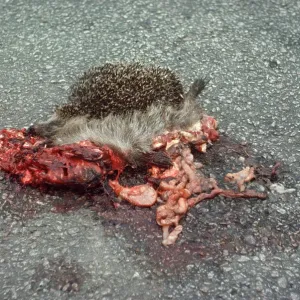 HEDGEHOG - road casualty