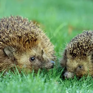 Hedgehogs - Mother and young in grass