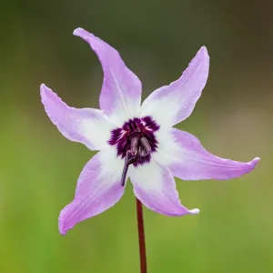 Henderson's fawn lily (Erythronium hendersonii) Henderson's fawn lily (Erythronium hendersonii)