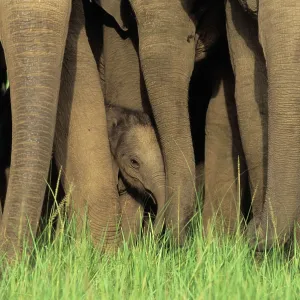 Herd of Indian / Asian Elephants - guarding calf Herd of Indian / Asian Elephants - guarding calf