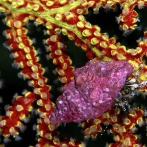 Hermit Crab