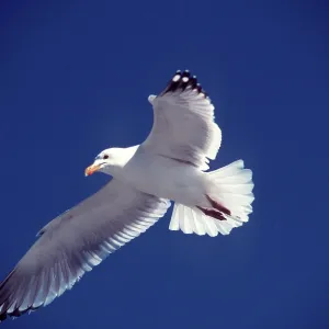 HERRING GULL - in flight HERRING GULL - in flight
