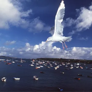 HERRING GULL IN FLIGHT