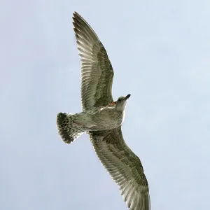 Herring Gull - juvenile scratching its head in flight