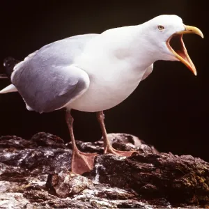 HERRING GULL - Long Call HERRING GULL - Long Call
