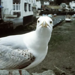 Herring Gull - looking at lens