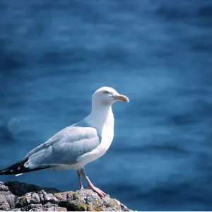 Herring Gull - on rock