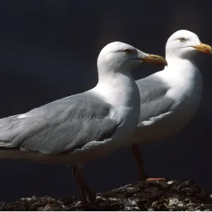 HERRING GULL - two, on rock HERRING GULL - two, on rock