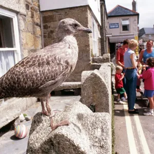 Herring GULL - young, on wall in village Herring GULL - young, on wall in village