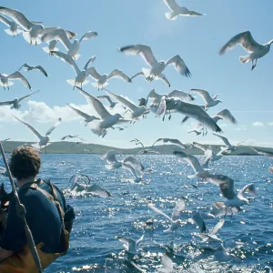 Herring Gulls - following trawler Herring Gulls - following trawler