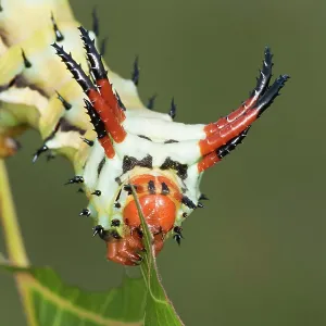 Hickory Horned Devil Hickory Horned Devil