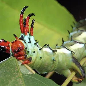Hickory Horned Devil Hickory Horned Devil