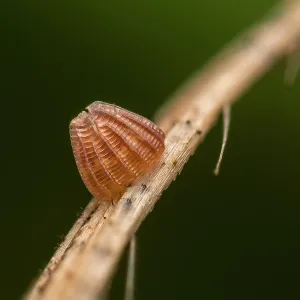High Brown Fritillary (Argynnis adippe) egg of b High Brown Fritillary (Argynnis adippe) egg of b