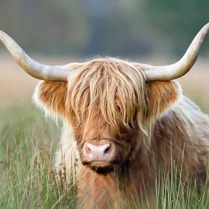 Highland Cattle Highland Cattle