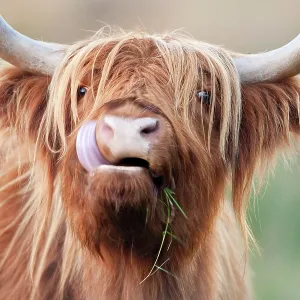 Highland Cattle - chewing on grass Highland Cattle - chewing on grass