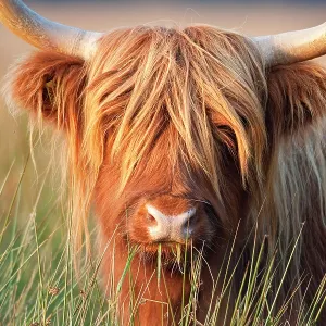 Highland Cattle - chewing on grass Highland Cattle - chewing on grass